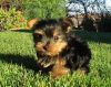 Akc Two Adorable 10 Week Old Puppies Yorkie