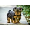 yorkie puppy available