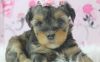 Two GorgeYorkshire terrier puppies available