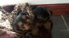 affectionate yorkie puppies for adoption