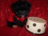 Toy Shichon Nonshed 8wks