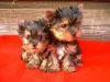 Purebred Tiny Yorkie Puppies(xxx) xxx-xxx7