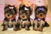 Healthy Yorkshire Terrier Puppies Text