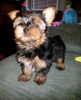 Hello, my adorable teacup Yorkie is available