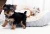 Excellent Yorkie Puppies Available