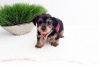 Purebred Yorkie puppies 11 weeks for rehoming