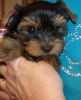 Quality Yorkie Pups-over 100 Celebrities Reviews