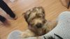 Beautiful Yorkie terrier mix for sale