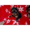 Toy-size Yorkie Puppies for Sale
