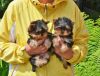 Healthy Yorkie Puppies For Re-homing Now