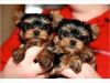 Male and Female Yorkie pups