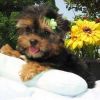 Yorkie puppies for free adoption to a caring home