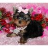 Male And Female Yorkie Puppies For Adoption