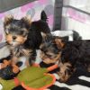 Teacup Yorkie puppies for Sale
