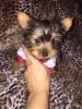 Home raised yorkie puppies for rehoming