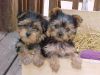 Akc Teacup Yorkie Puppy For Free