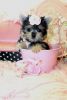 fdvf Affectionate Yorkie Puppies Ready Now