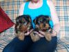Yorkshire terrier puppies awaiting new families