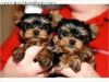 Cut Yorky Puppies For Re Homing(xxx)-xxx-xxxx