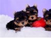 Male and female Yorkie Pup