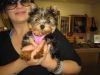 cute babies yorkie ready to go to a new home