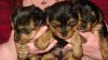Lovely Dogs, For Adoption Ready Yorkie Puppies