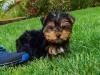 Registered Yorkie Ready For Sale
