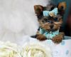 Tiny Yorkie girl for sale
