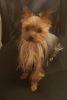 Yorkshire Terrier Puppies For adoption