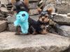 Tiny T Mini Yorkie, Yorkshire Terrier Puppies