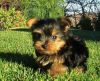 potty trained teacup yorkie puppies