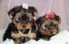 Lovely Teacup Yorkie Puppies For Adoption