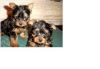 Two Teacup Yorkie Puppies Needs A New Family