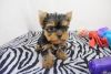 Yorkshire Terrier Puppies for adoption