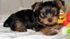 Cute Tiny Yorkshire Terrier