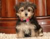 Adorable Yorkshire Terrier puppy