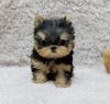 Micro Yorkshire Terrier Puppies