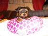 Cute Akc Yorkshire Terrier Puppy For Adoption