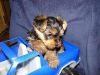 Outstanding Little Akc Yorkshire Terrier Puppies