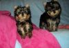 male and female Teddy face Yorkie puppies.
