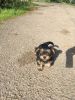 mini yorkshire terrier puppies