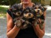 yorkshire terrier puppies ready for lovely bhomes