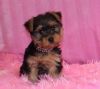 Lovely Yorkie For Sale