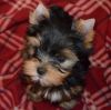 Yorkie Puppy Available