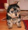 Lovely Female T-cup Yorkie Puppies For Adoption