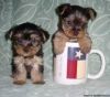 1 Female &1 Male Yorkie Puppies