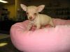 Teacup Sized Chihuahua Puppies For Sale