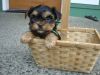 Adorable AKC Yorkie Puppies for Deposit