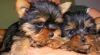 lovely male and female yorkie puppies awaiting new home