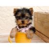Yorkie Puppy Available